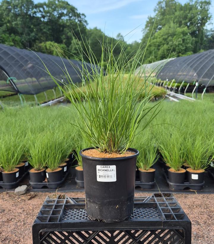 Carex bicknellii 