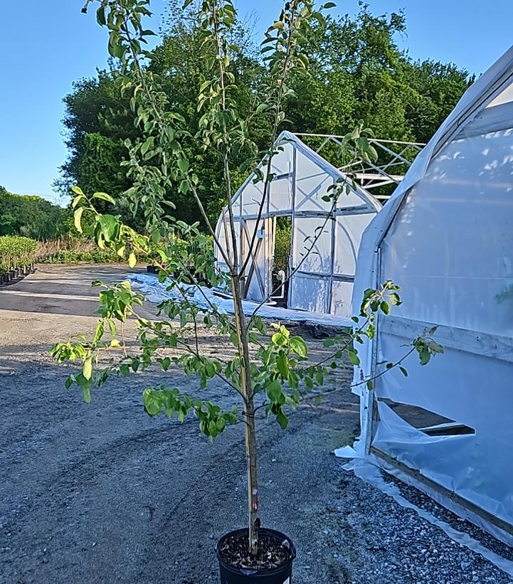 Malus domestica JonaStar®