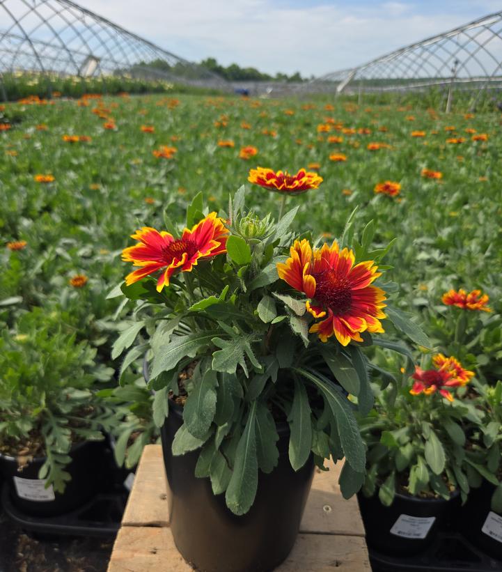 Gaillardia aristata Spintop® Orange Halo