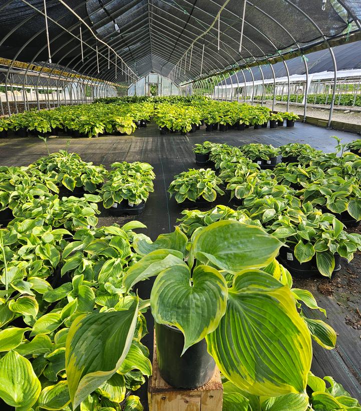 Hosta x 'Earth Angel'