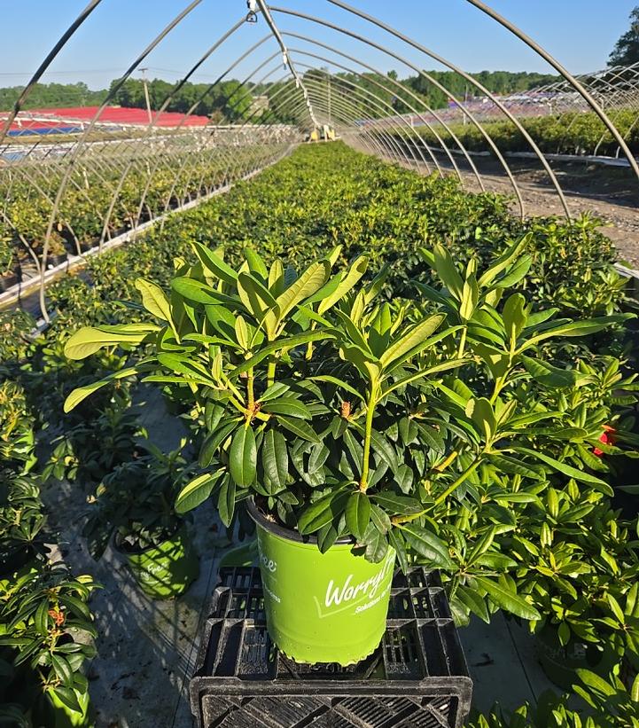 Rhododendron Holden's™ Pink Flare