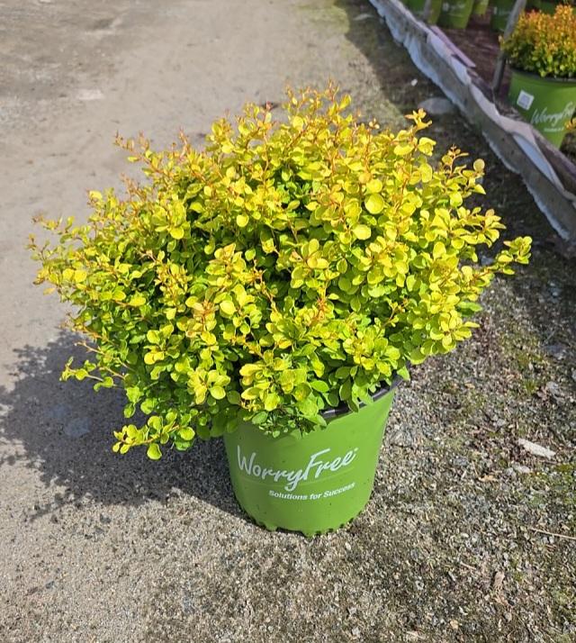 Berberis thunbergii WorryFree® Lemon Cutie®