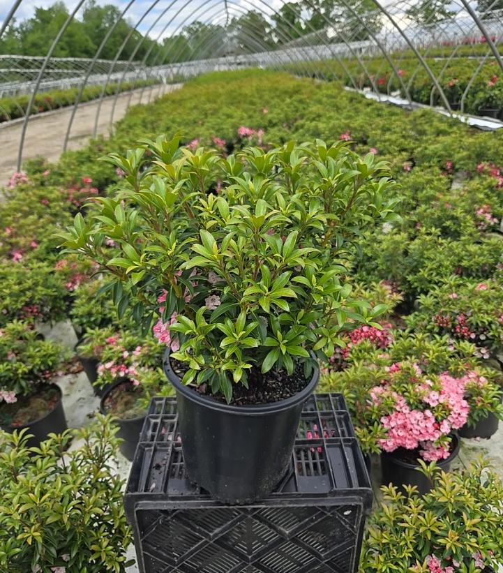 Kalmia latifolia 'Tiddlywinks'