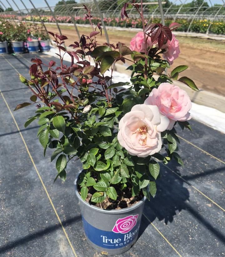 Rosa True Devotion