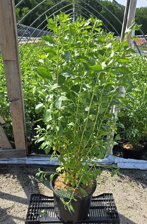 Baccharis halimifolia 
