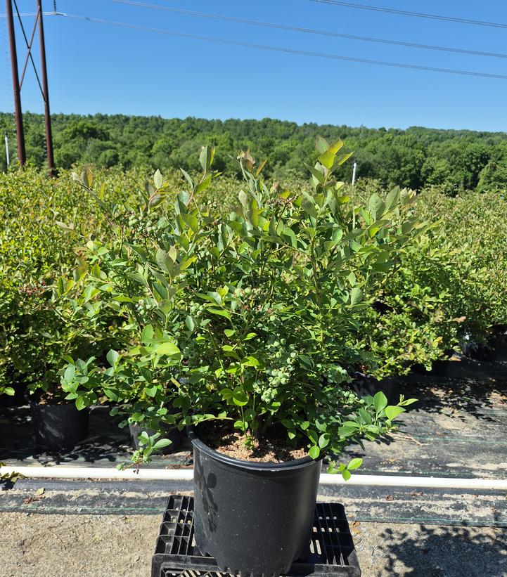 Vaccinium corymbosum 'Blue Ribbon'