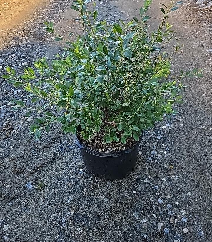 Prunus x Romance 'Cutie Pie'