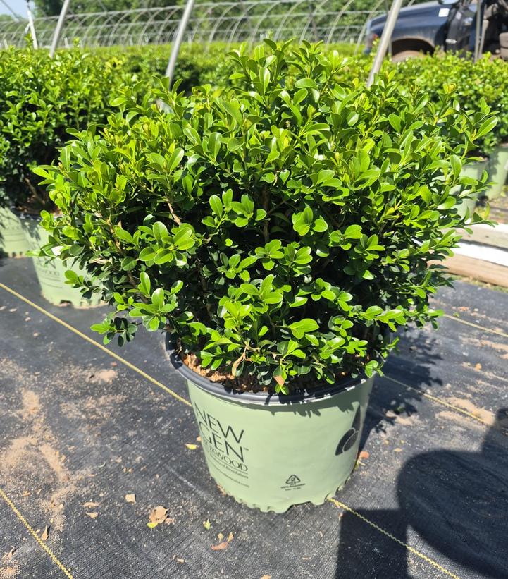 Buxus NewGen Independence®