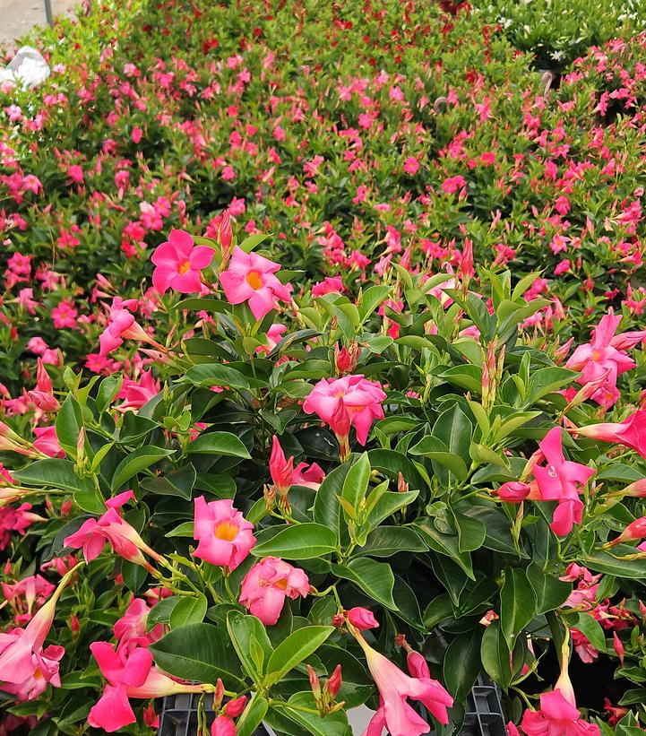 Mandevilla Pink