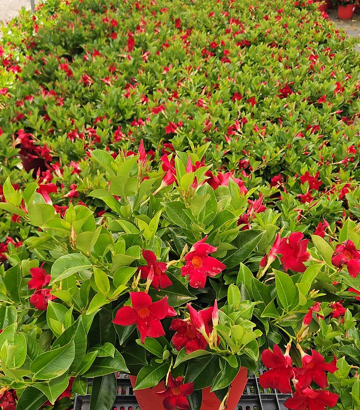 Mandevilla Red