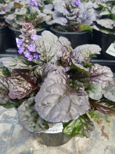 Ajuga reptans Black Scallop