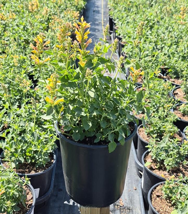 Agastache x Kudos™ Yellow