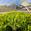 View Current Crop Photo