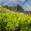 View Current Crop Photo