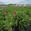View Current Crop Photo