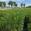 View Current Crop Photo