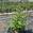 View Current Crop Photo