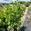 View Current Crop Photo