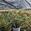 View Current Crop Photo