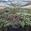 View Current Crop Photo