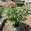 View Current Crop Photo