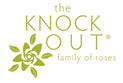 Knock Out Roses Knock Out Roses